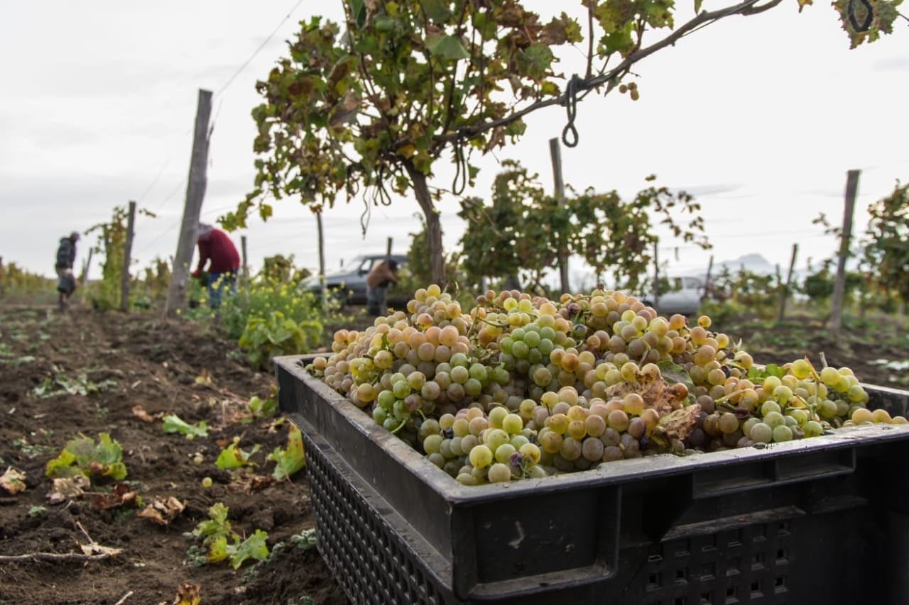 На развитие агротуризма в Ставропольском крае предусмотрено 3,2 млн рублей