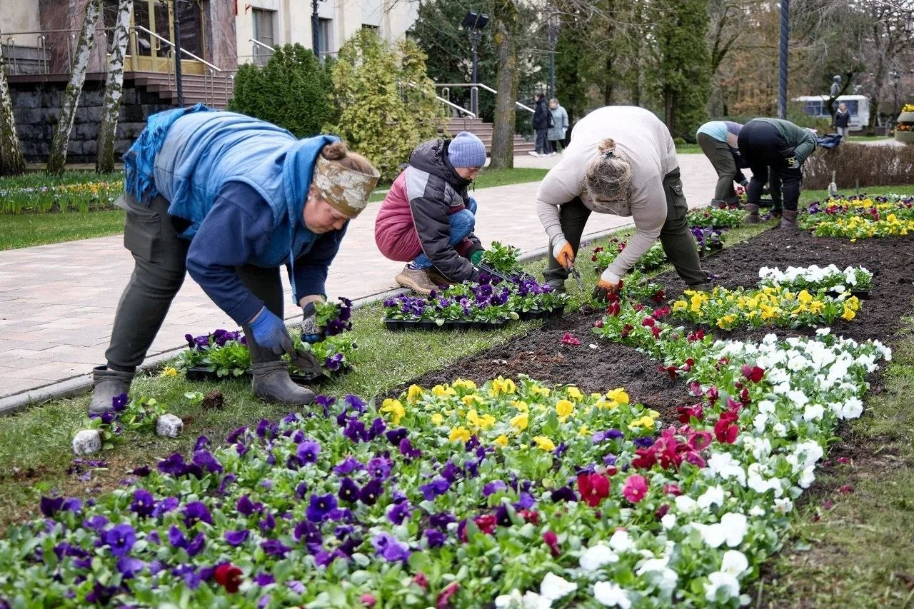 Ставрополь украсят почти 400 тыс. цветов и 120 тыс. тюльпанов