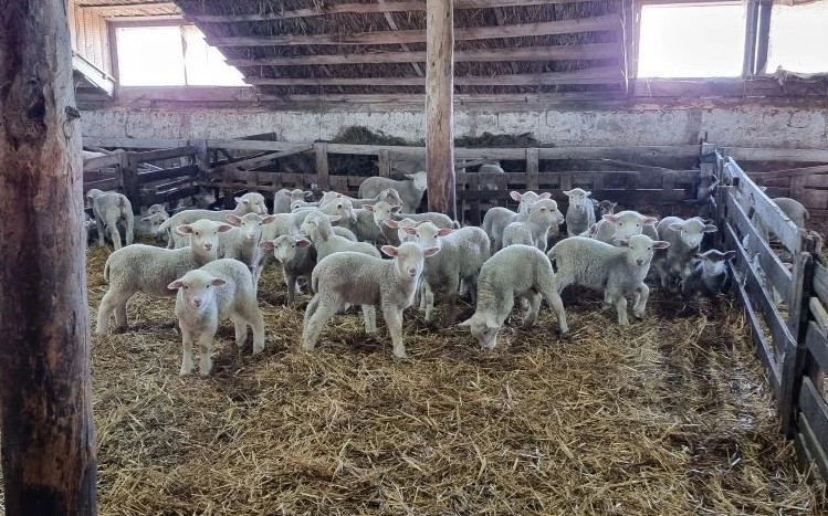 Больше 3 тыс. ягнят родились в Степновском округе Больше 3 тыс. ягнят родились в Степновском округе