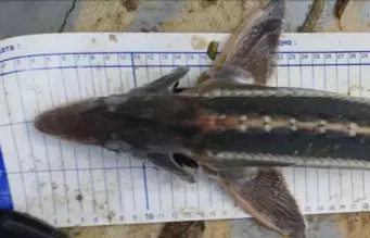 В Дон могут вернуть рыбу, обнаруженную впервые за 100 лет В Дон могут вернуть рыбу, обнаруженную впервые за 100 лет