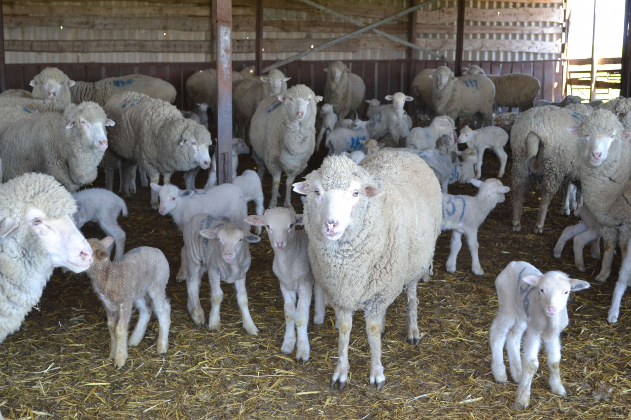 В Апанасенковском округе планируют вывести больше 23 тыс. ягнят и телят