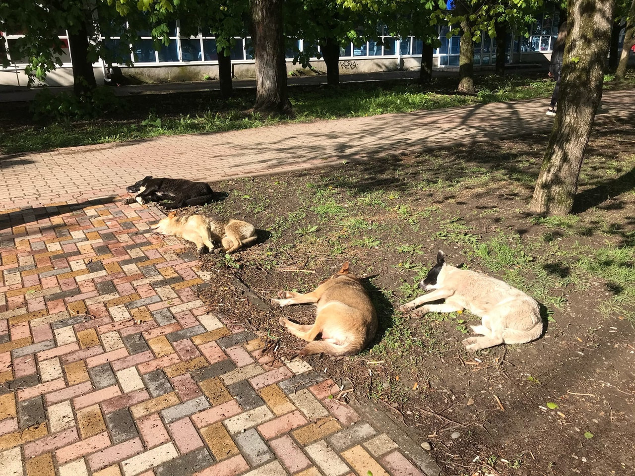 Председатель краевой Думы поддержал идею введения лицензирования приютов для животных Председатель краевой Думы поддержал идею введения лицензирования приютов для животных