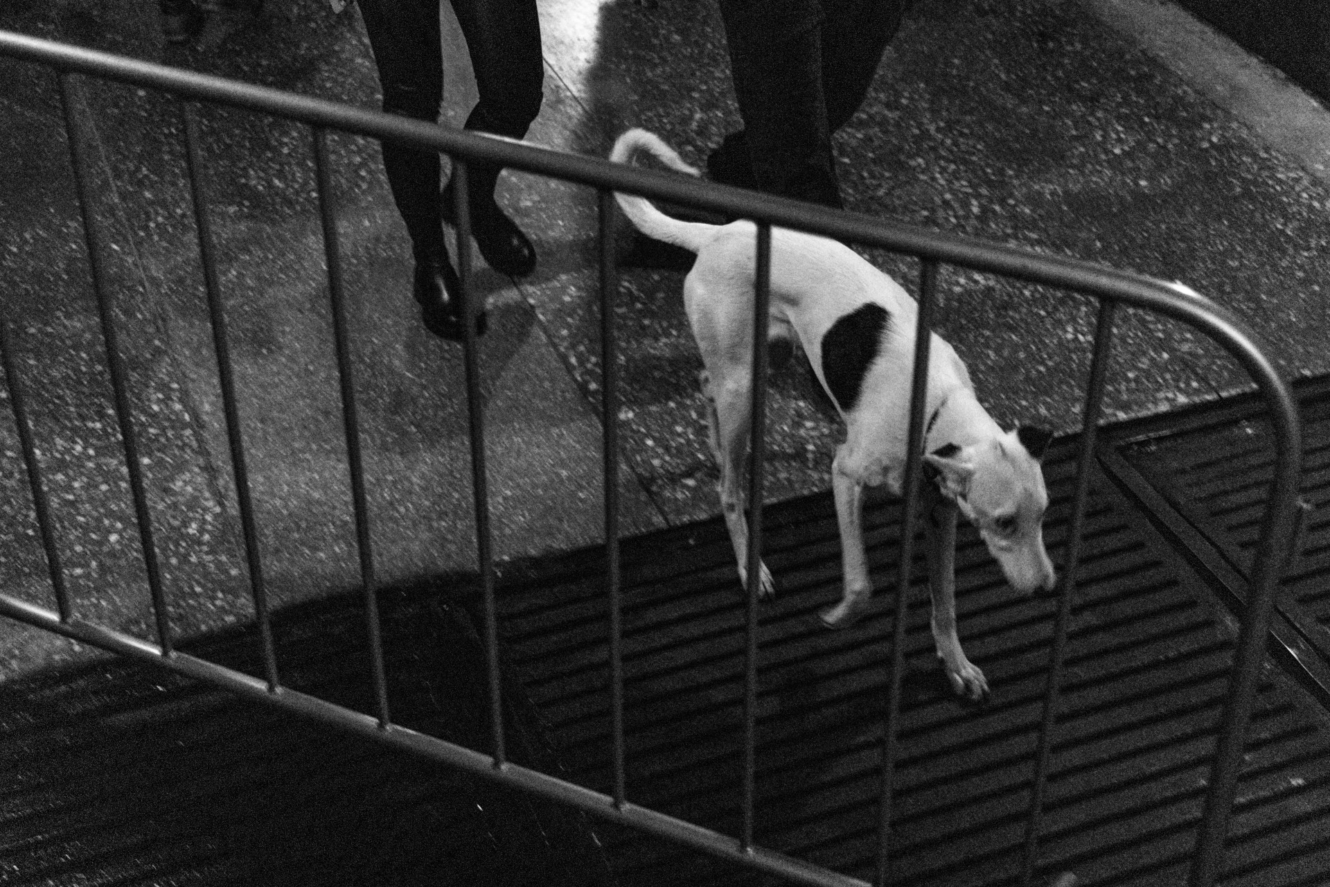 Уголовку заведут по факту нападения собак на ребенка в Невинномысске