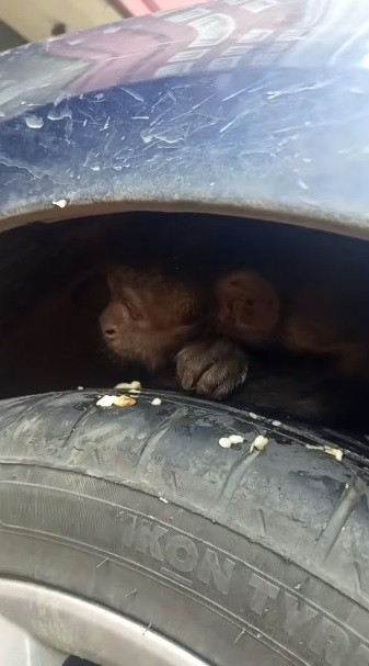 Сбежавшую обезьяну ищут в Ставрополе