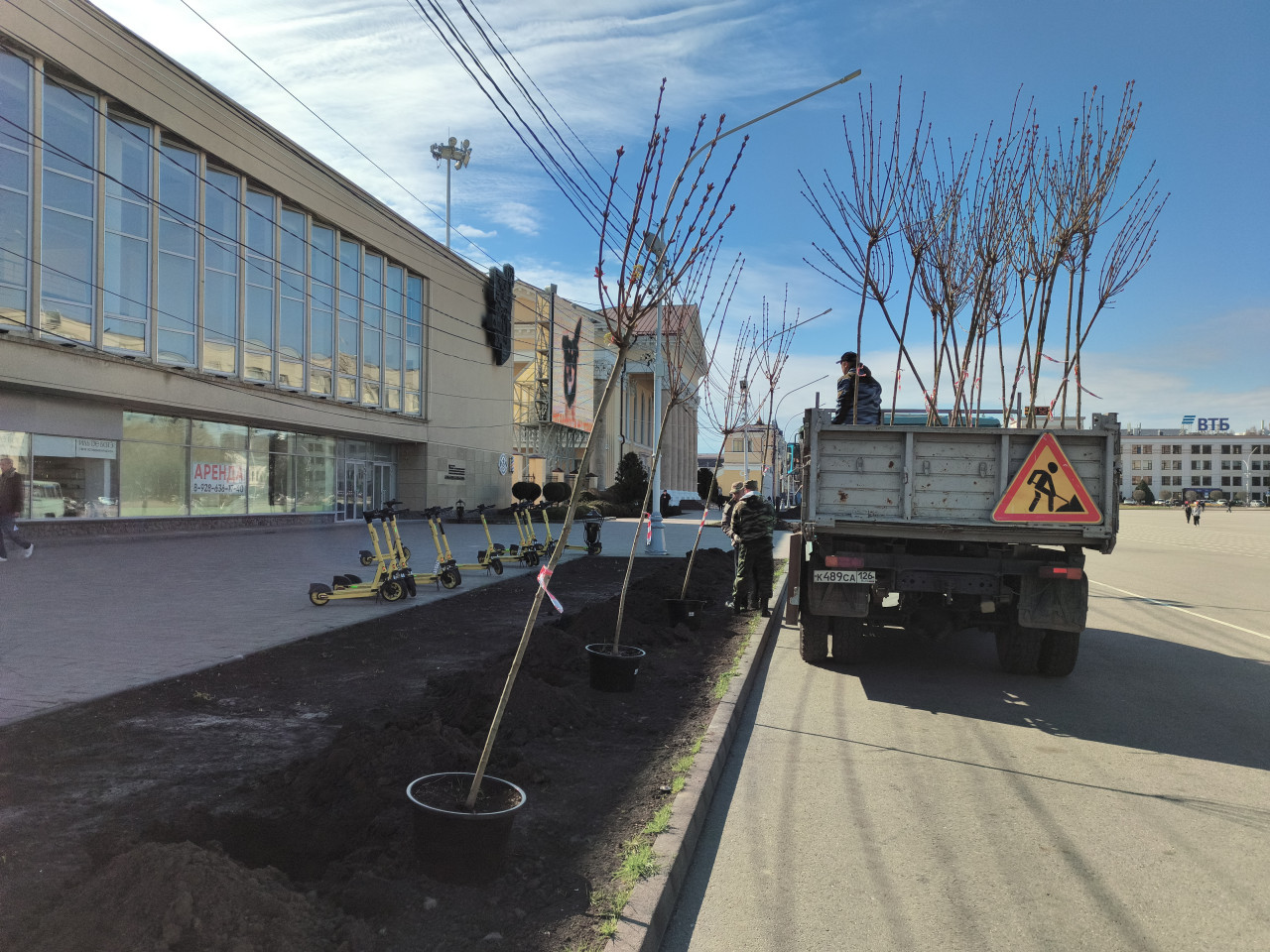 27 остролистных кленов посадят на площади Ленина в Ставрополе