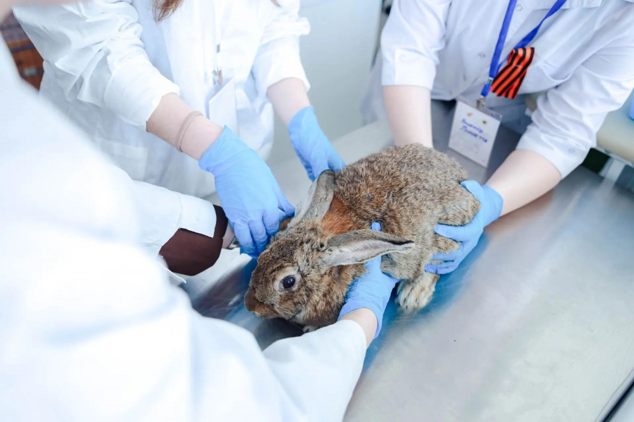 35 будущих ветврачей из 12 регионов поборолись за победу в Ставрополе