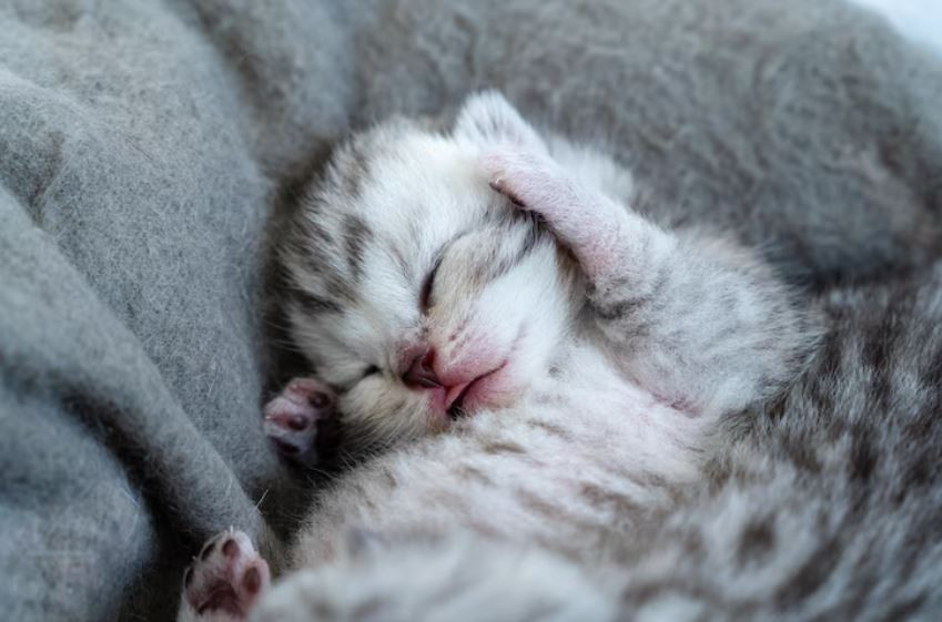 Котятопад произошел в парке «Лога» Ростовской области