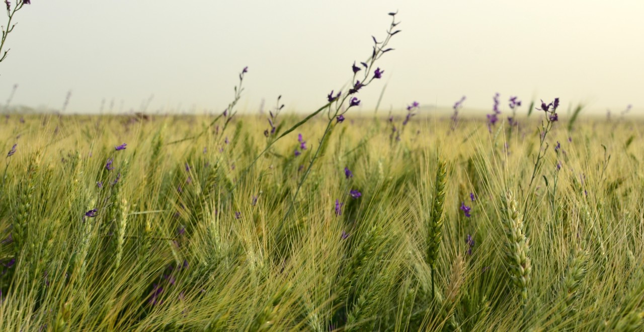 Ставропольцам рассказали, как спастись от сезонной аллергии