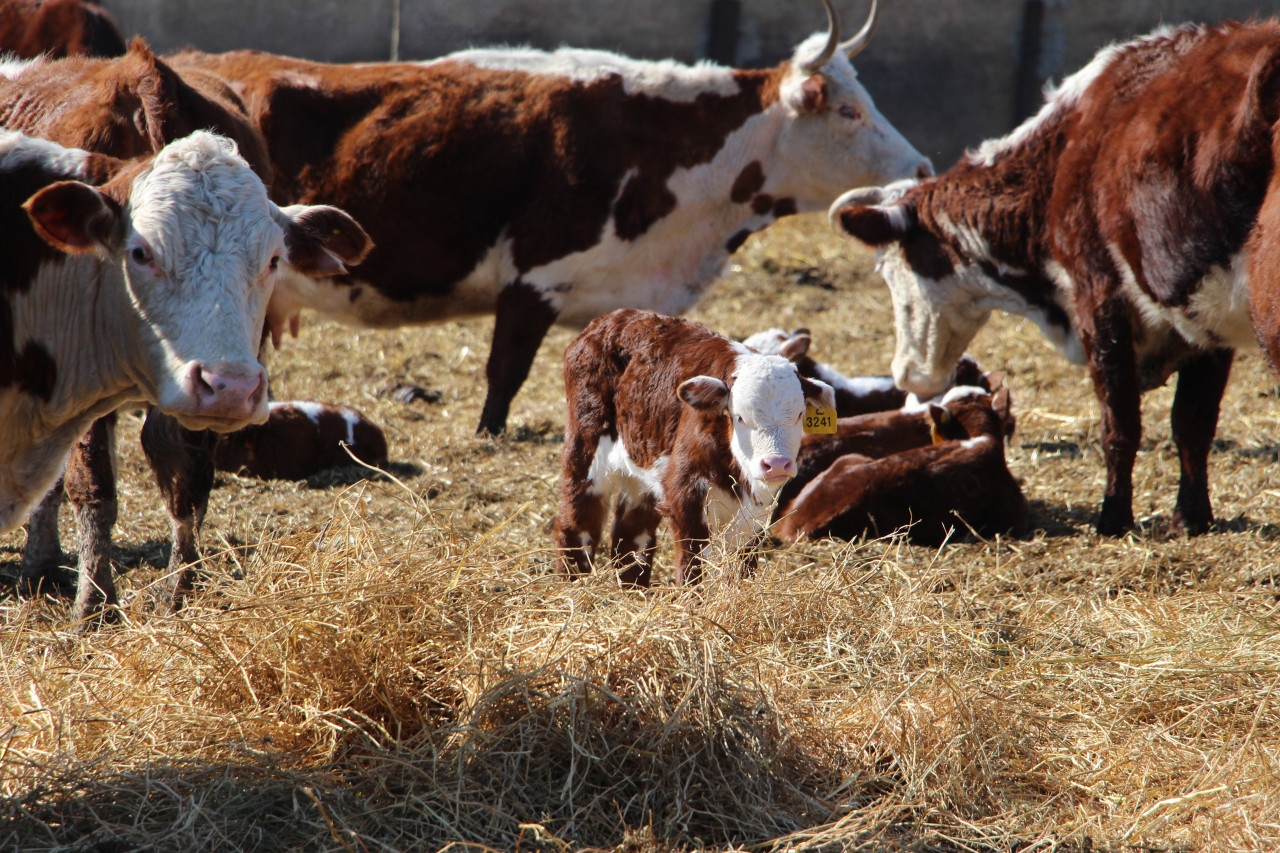 Тысячи ягнят и телят уже родились в Ипатовском округе