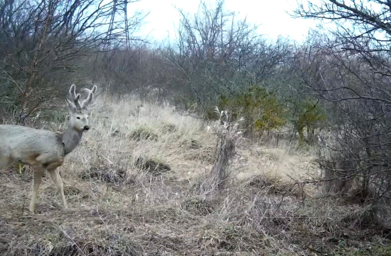 Осторожные олени вновь попали в объектив фотоловушки на Ставрополье