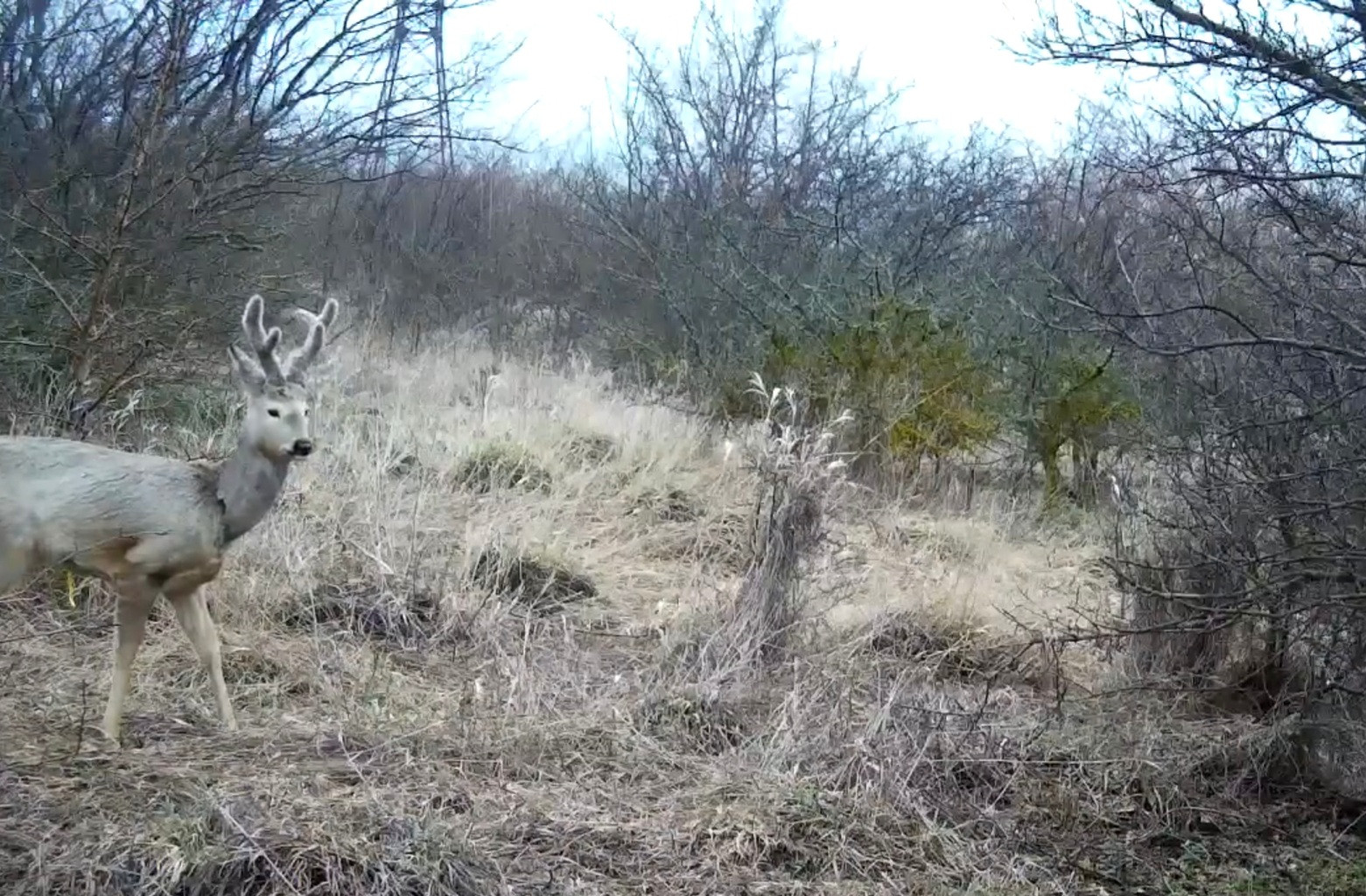 Осторожные олени вновь попали в объектив фотоловушки на Ставрополье