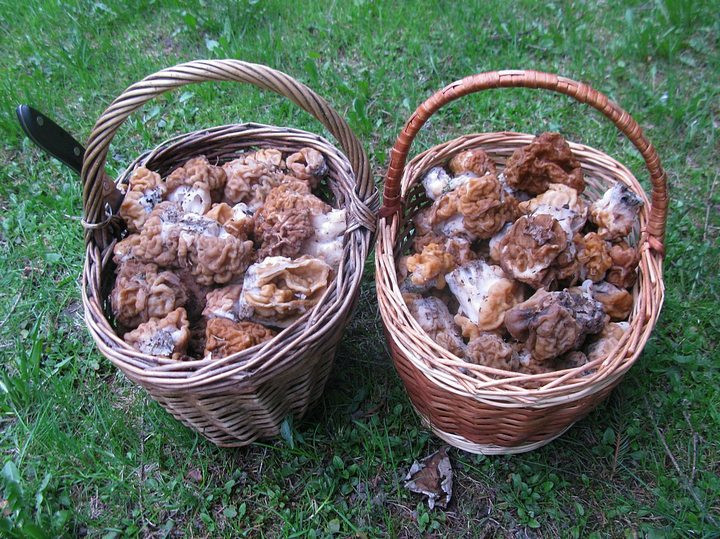 Сморчки и строчки: как не перепутать весенние грибы на Ставрополье