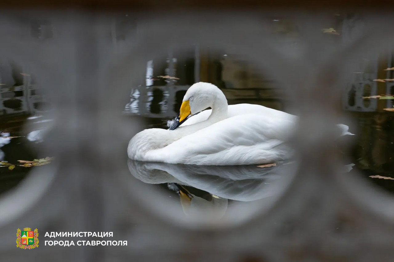 Белые лебеди вернулись в пруд Центрального парка Ставрополя