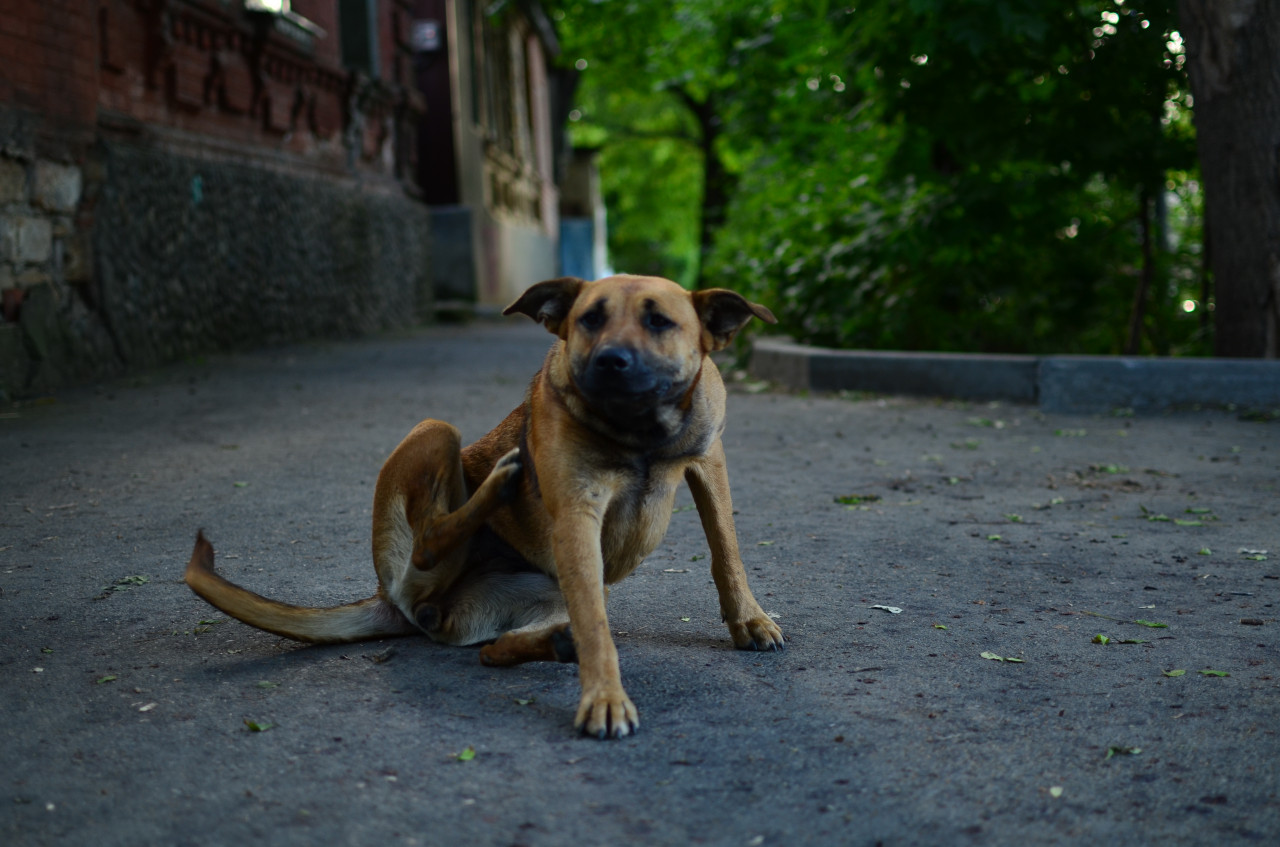 В Железноводске проверят информацию о нападении собак на мужчину и ребенка