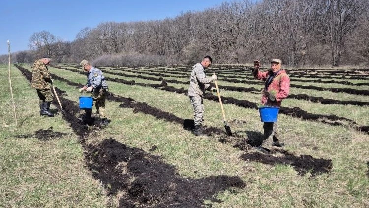 Сосновый лес площадью свыше 8 гектаров посадили в Предгорье