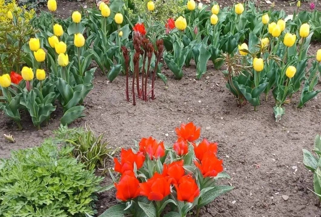 Жители Кисловодска вырастили больше 40 тыс. тюльпанов в своих дворах