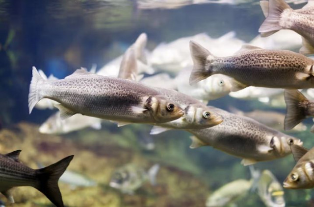 Больше 700 тыс. мальков сазана, амура и толстолобиков выпустили в Волгу