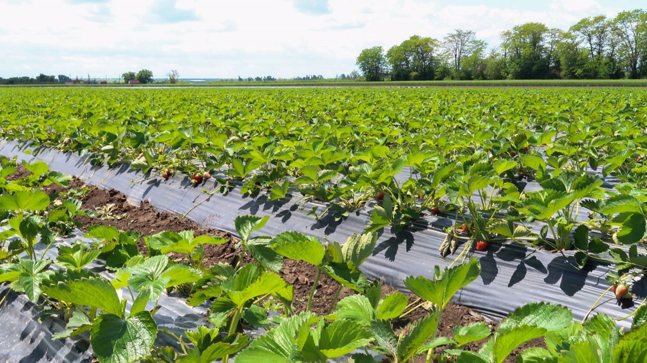 Ягодные поля на Ставрополье расширят почти на 11 гектаров