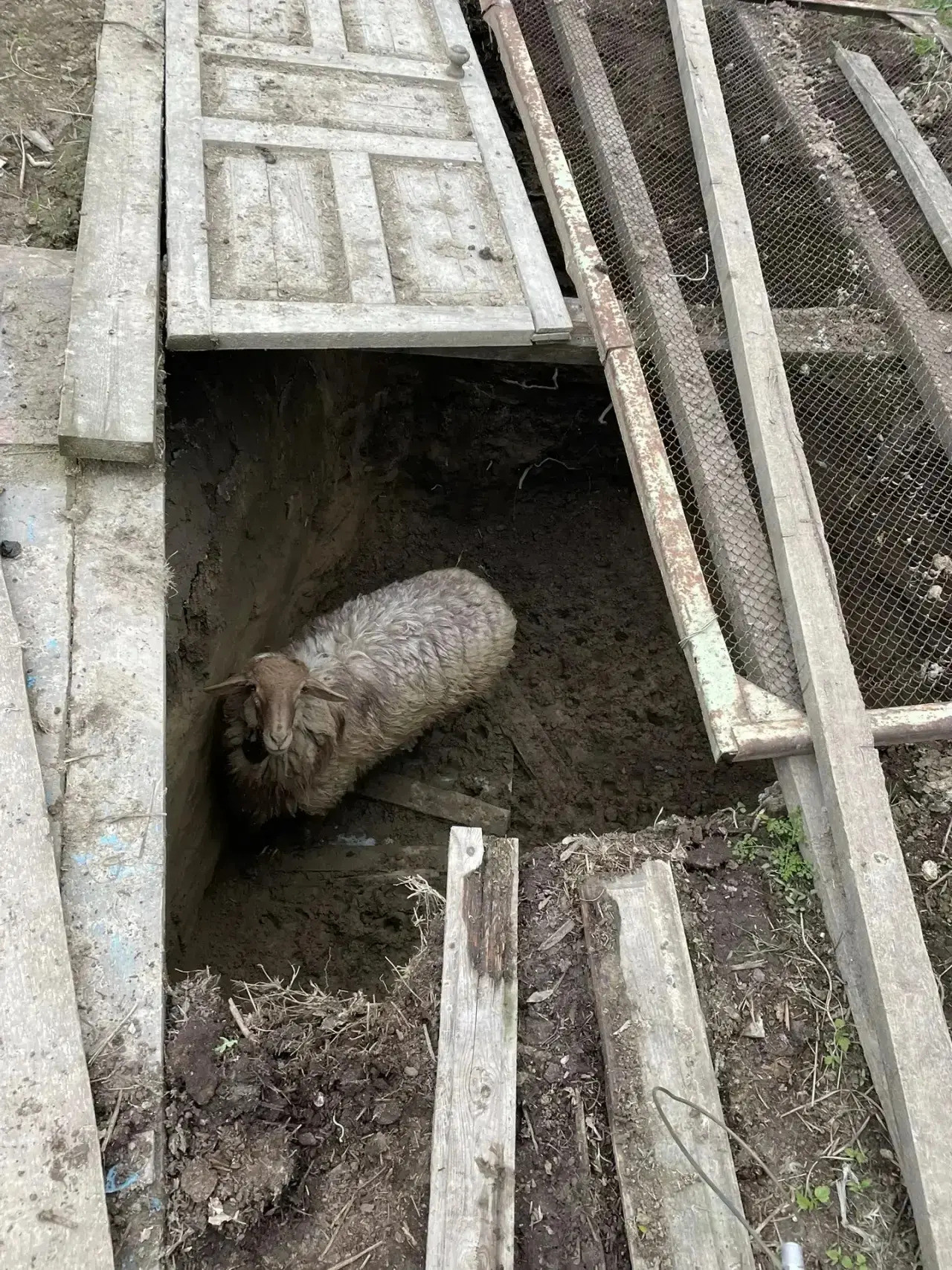 Барашку Боре помогли ставропольские спасатели