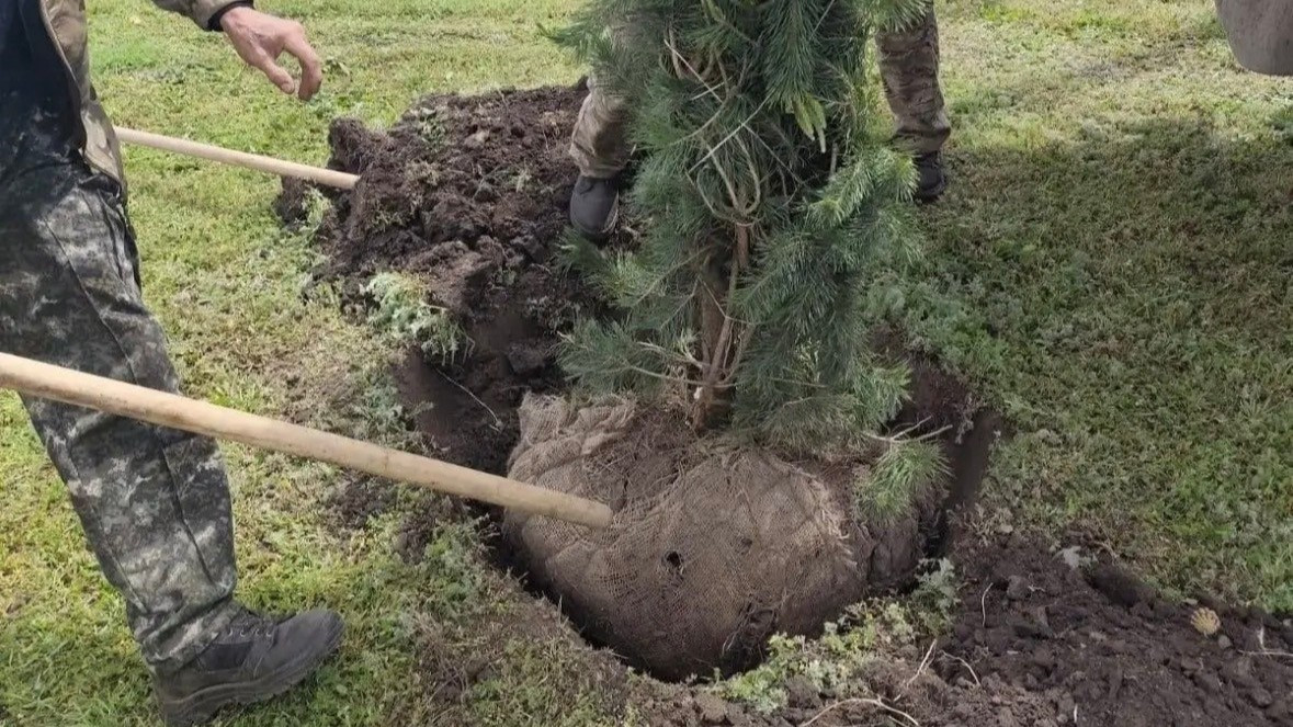 В Ставрополе высадят больше 6 тыс. деревьев в 2026 году