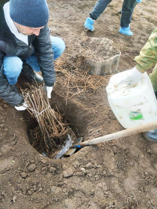 Лесных насаждений стало больше на Ставрополье