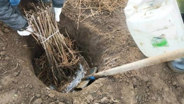 10 гектаров кленов и акаций высаживают в трех округах Ставрополья