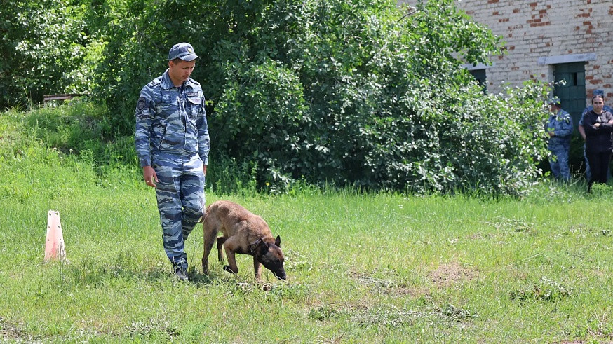 В Саратове собаки соревновались в умении искать людей и взрывчатку