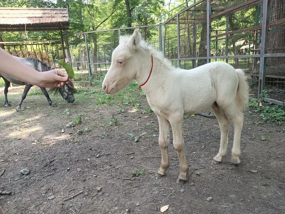 В Невинномысске родился пони с голубыми глазами В Невинномысске родился пони с голубыми глазами