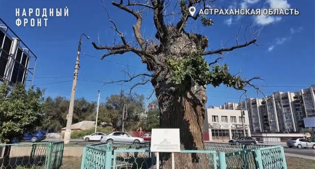 Экоактивисты в Астрахани борются за жизнь вековых дубов