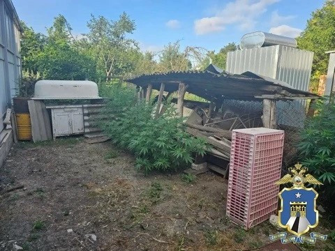 В Новоалександровске мужчина выращивал и готовил у себя коноплю
