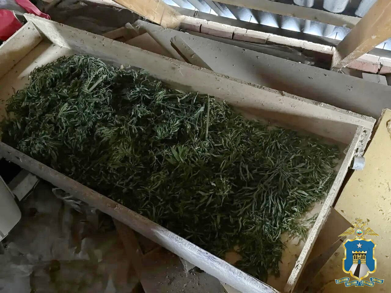 Больше килограмма конопли нашли на чердаке дома в Новоалександровском округе