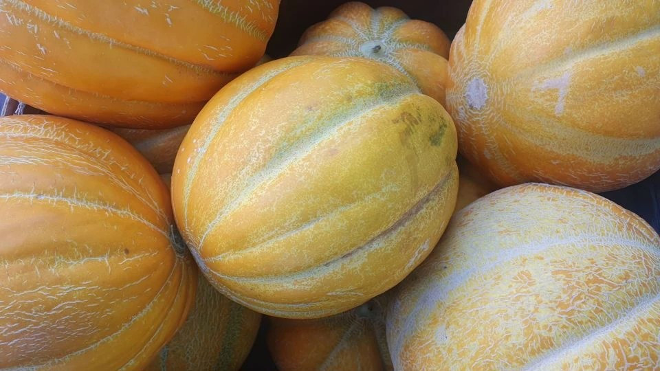 Арбузы и дыни продолжают продавать на ярмарках в Ставрополе