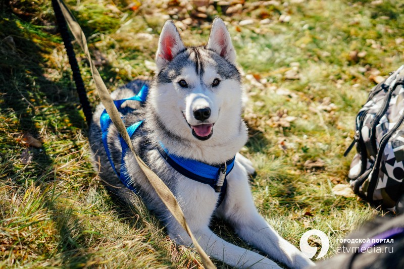 "Южный крест-2018" соревнования по ездовому спорту