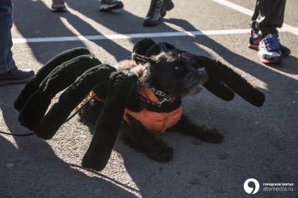 Новогодний забег в карнавальных костюмах и выставка-конкурс собак