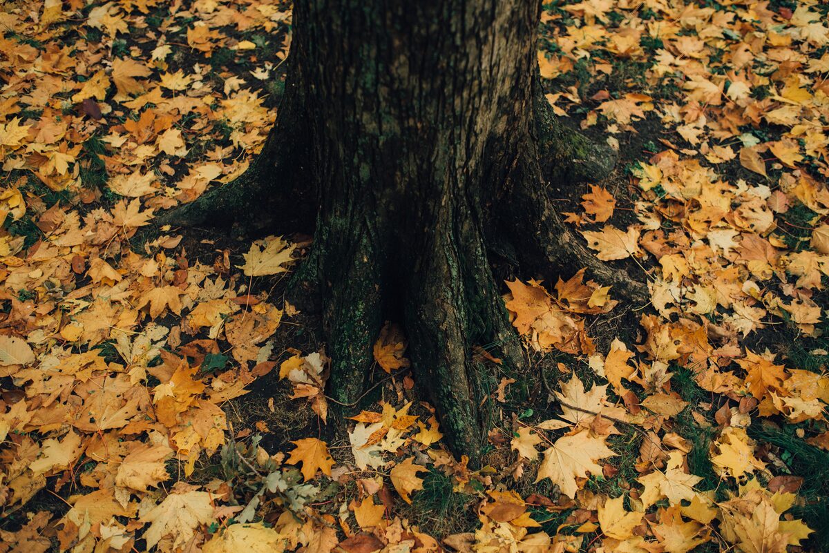 опавшие листья фото гиппенрейтера