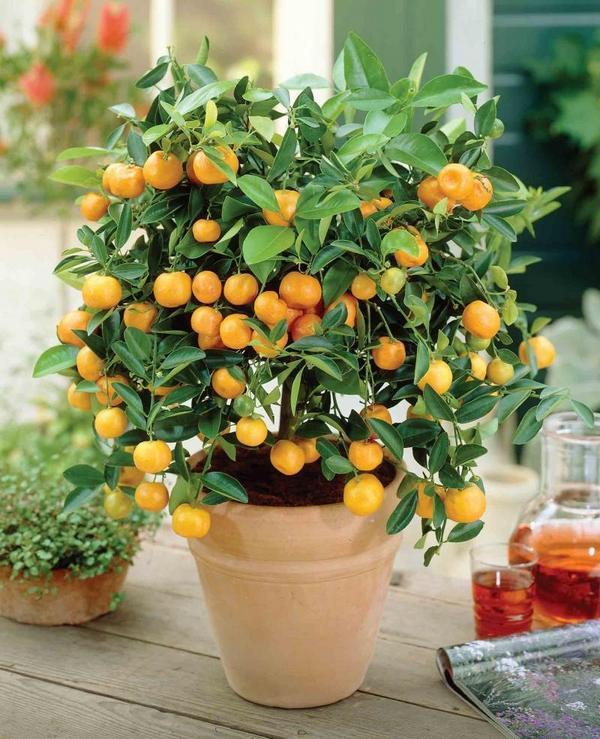 Какой апельсин выращивают в доме